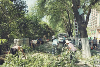 大樹修剪及安全措施